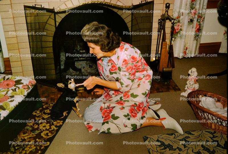 Woman with her Chihuahua Dog, feeding, treat, 1950s