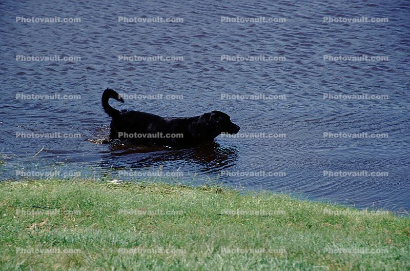 Dog in Water, Lake