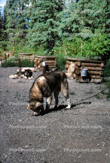 Alaska Dog Sled Team in the Summer