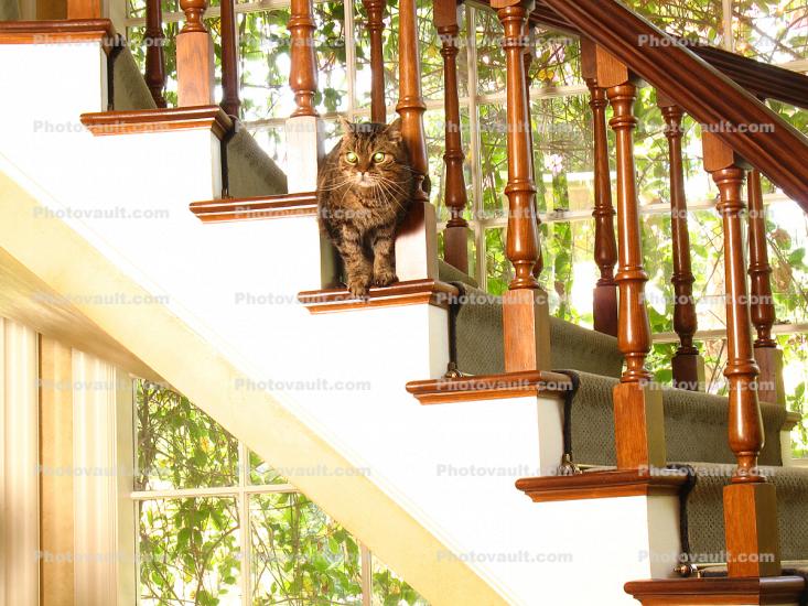 Cat on a Staircase, Steps