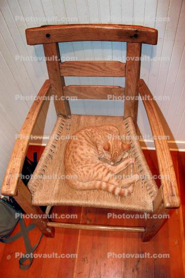 Cat sleeps on a chair