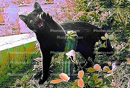 cat emulates a cactus