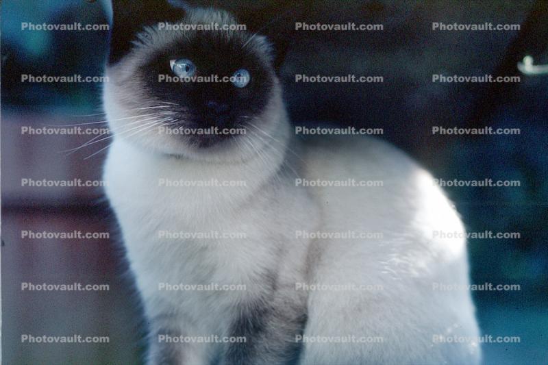 Siamese Cat, Asian, Felis catus, tanzanite-blue eyes, Chuck