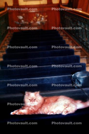Regal Cat, stairs, steps