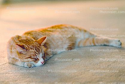 sleeping cat, relaxed, relaxation