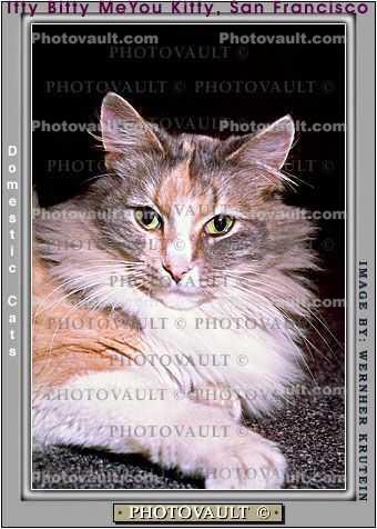 MeYou the magical cat, This was my cat for 17 years, Calico
