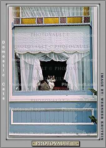 Cat in a Window, Drapes, Curtains