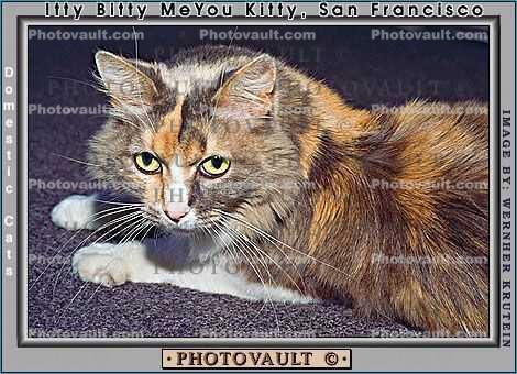 Calico, MeYou the magical cat, This was my cat for 17 years