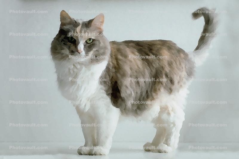 Calico, MeYou the magical cat, This was my cat for 17 years, Paintography