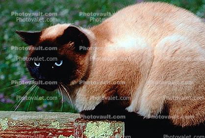Siamese Cat, Asian, Felis catus, tanzanite-blue eyes