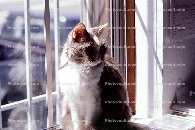 Calico, MeYou the magical cat, Cat in a Window