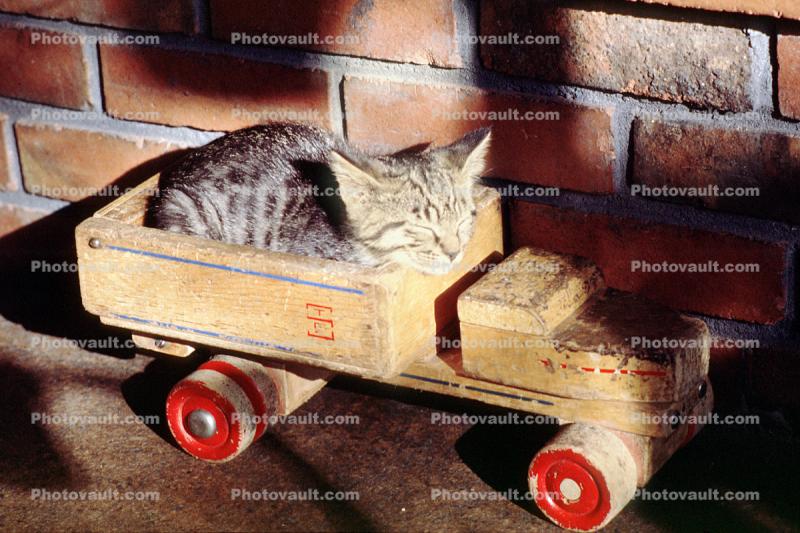 Cat Sleeping on a Toy Dump Truck