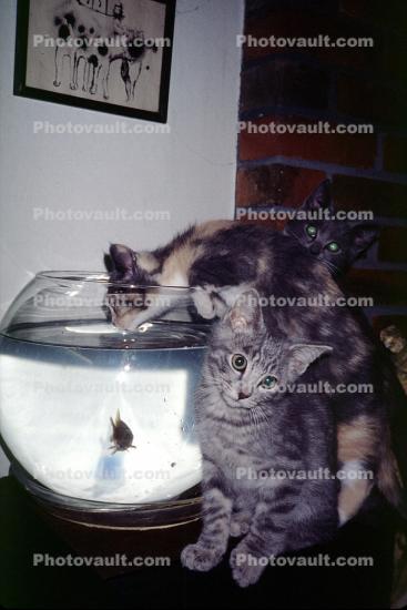 Kittens and a Goldfish Bowl, water, cute, funny