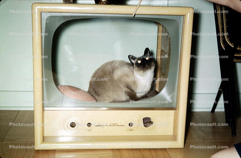 Siamese Cat in an old TV frame, 1960s