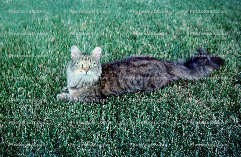 Cat on a Lawn, regal, lawn