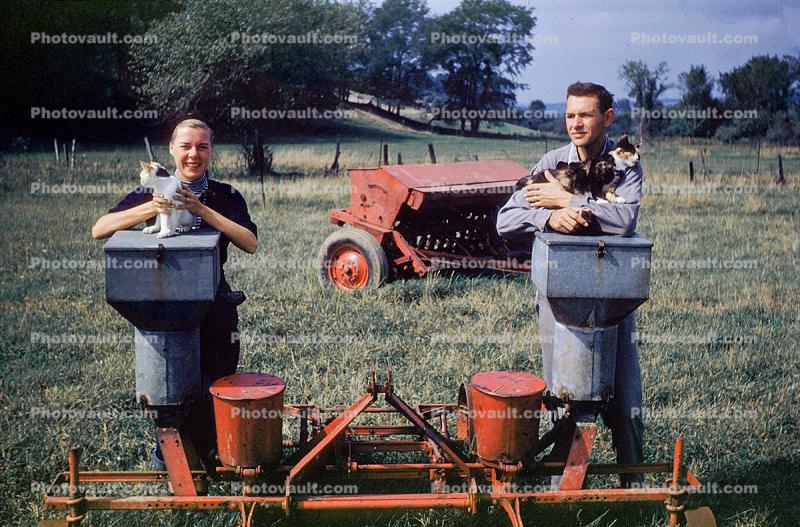 cats out in a farmfield, 1950s