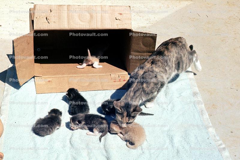 Mother and her Kittens, tender, box, ears