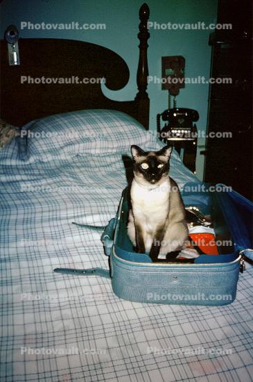 Siamese Cat, Bed, Suitcase, funny, humorous