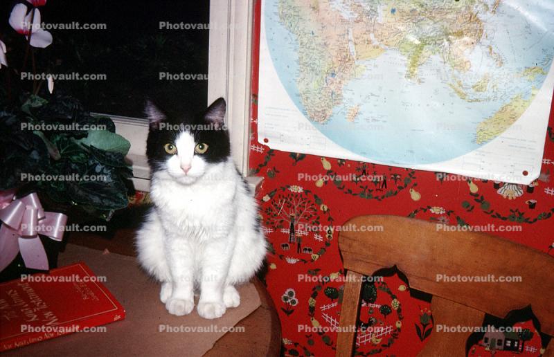 Cat, Map, eyes, 1950s