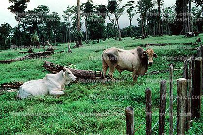 Brahma bull, fence, field, trees