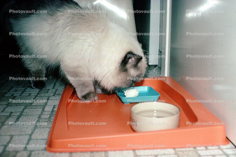 Birthday for a Siamese Cat, food, eating, tray