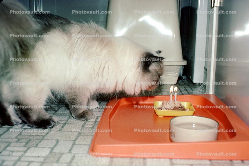 Birthday for a Siamese Cat, food, eating, eats, candles, tray