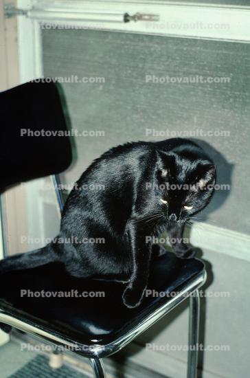 Black Cat on a Black Chair, small panther