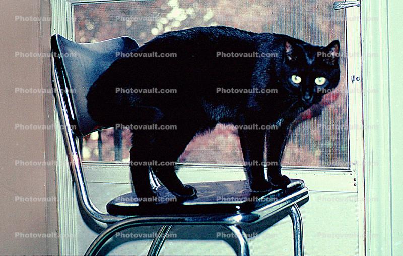 Black Cat on a Black Chair, small panther, standing