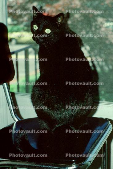 Black Cat on a Black Chair, small panther, sitting