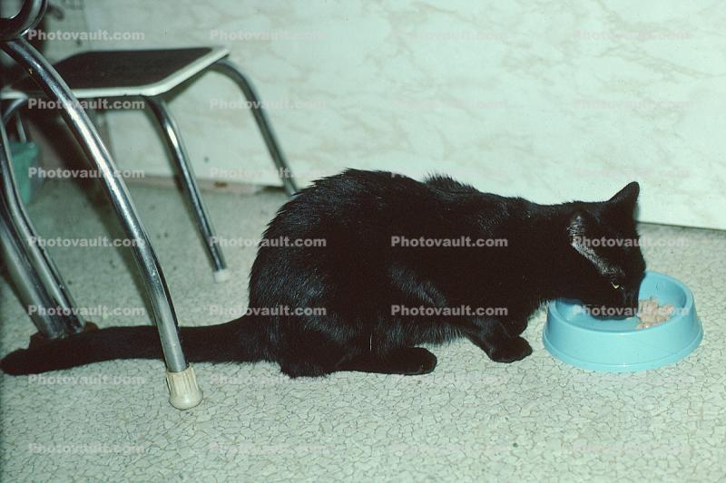 Black Cat Eating, Bowl