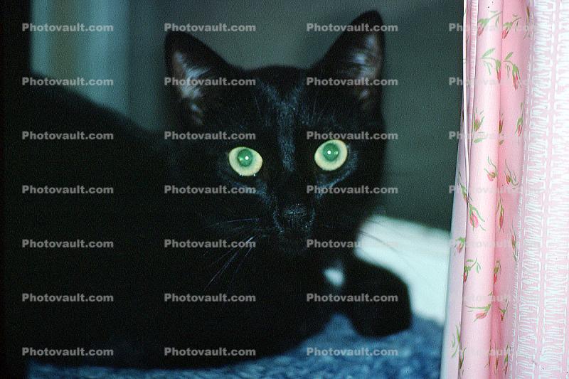Black Cat eyes staring at you