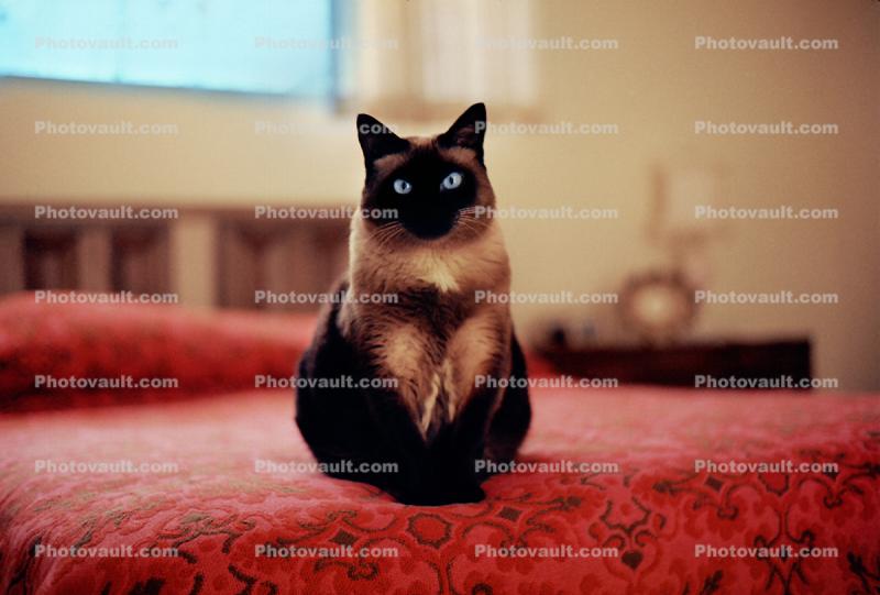 Siamese Cat Sitting on a Bed