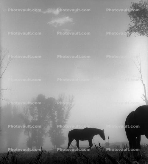 Horse on the Snake River Ranch, early morning fog, mist