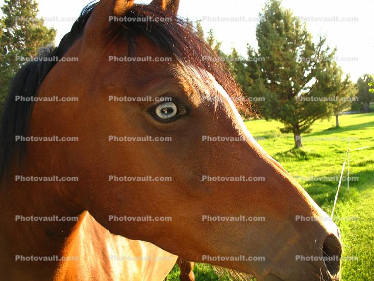 Horse, Bend, Oregon