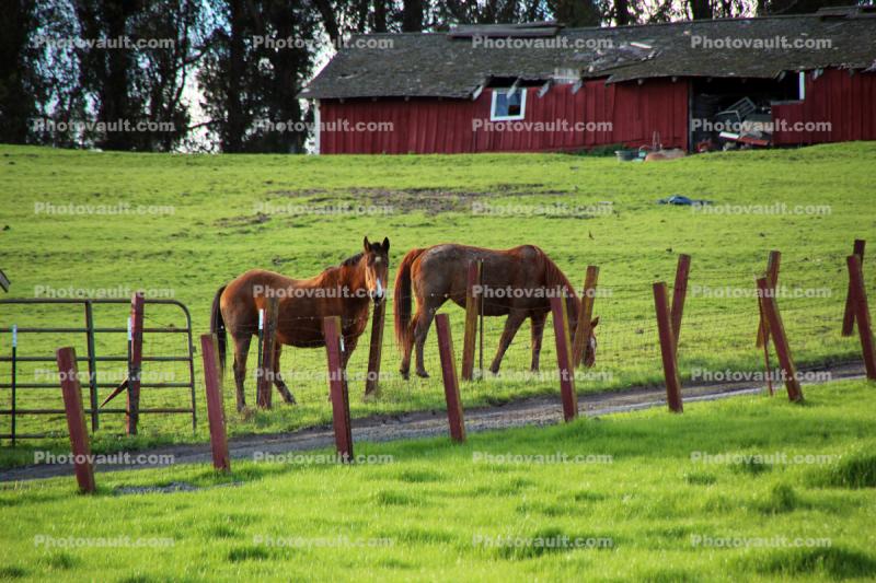 Horses in a field, barn, gras, fence