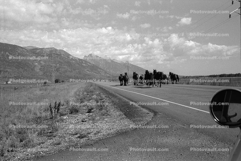 Teton Mountain Range, Horse, Snake River Ranch