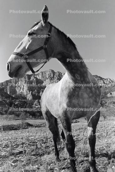 Oak Creek Canyon Horse, Arizona