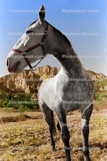 Horse in Oak Creek Canyon, Arizona