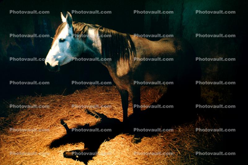 Arabian Colt and Mare