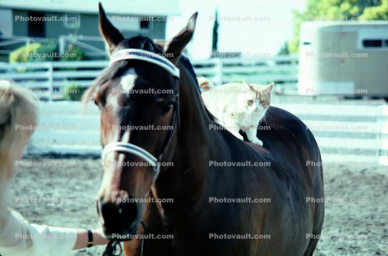Arabian Horse, Sonoma County