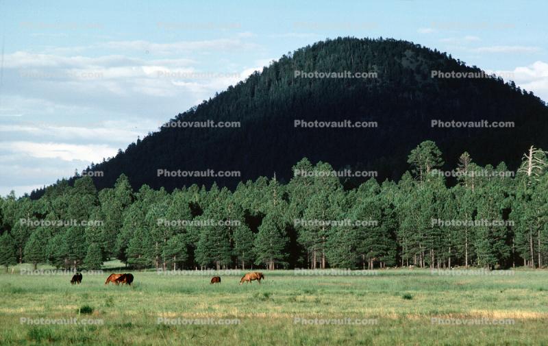 Horses in north central Arizona, Forest