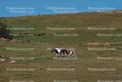 Horses in a Field, Mendocino County