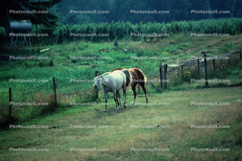 Horses in Abbotsford