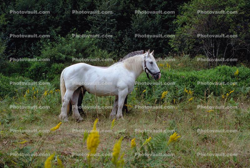 White Horse near Mount Rainier