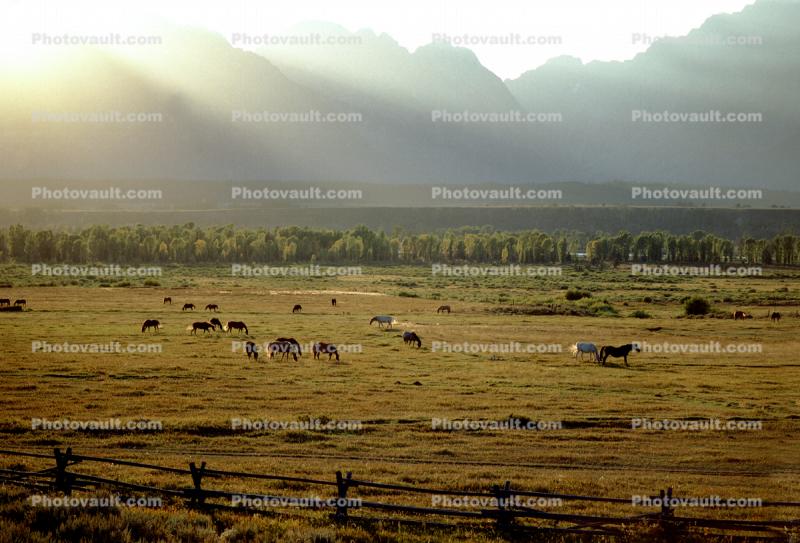 Horses in the Plains under the Teton Mountains