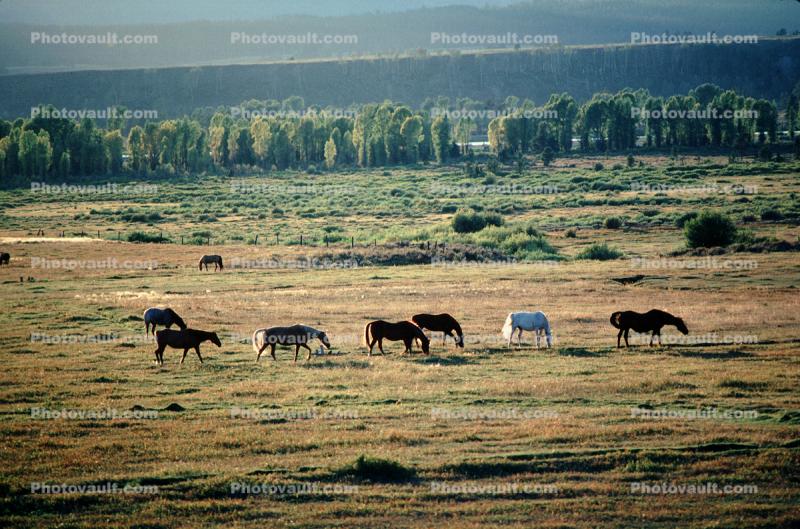 Horses in the Plains of Tetons