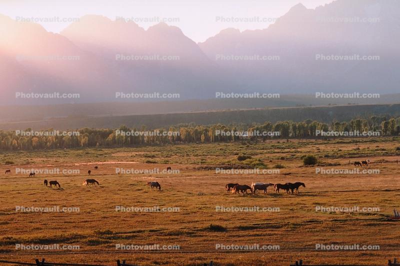 Horses in the Plains of Teton Mountains