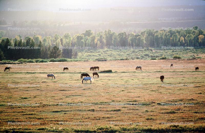 Horses in the Plains of Tetons