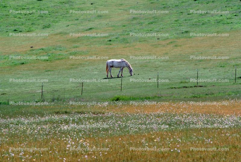 Horses in Napa Valley