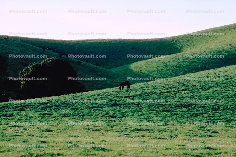 Horse in Napa Valley
